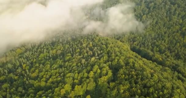 Vista Aérea Para Manhã Enevoada Ensolarada Floresta Dos Cárpatos Filmado — Vídeo de Stock