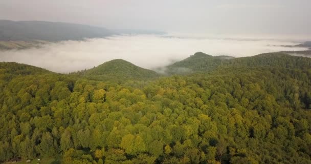 霧の晴れた朝にカルパティア フォレストに空撮がウクライナで撮影 — ストック動画