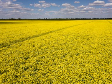 Renkli sarı kanola bitkisi, kolza tohumu ya da tecavüz tarlada paralel izler gösteriyor. Hava görüntüsü