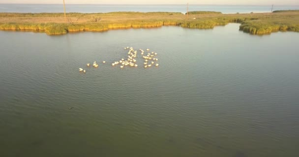 Vista Aérea Superior Parque Natural Estuário Tuzly Com Criadouros Pelicanos — Vídeo de Stock