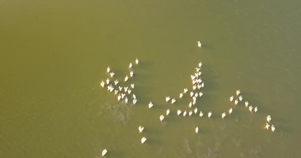 Üzerinde Pelikan Üreme Alanları Bulunan Tuzly Estuary Nature Park Tatarbunary — Stok video