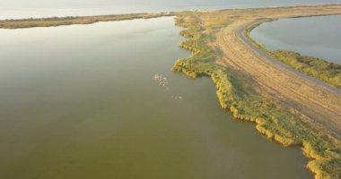 Karadeniz kıyısı, Ukrayna yakınlarındaki Tuzly Estuary Ulusal Doğa Parkı 'nda pelikanların üreme alanları