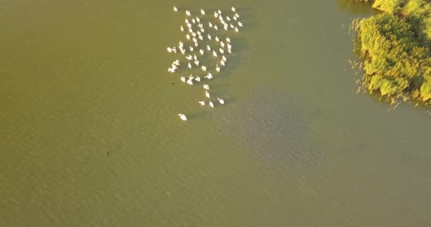 Cría de pelícanos en Tuzly Estuary National Nature Park cerca de la costa del Mar Negro, Ucrania — Vídeos de Stock