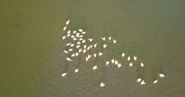 Cría de pelícanos en Tuzly Estuary National Nature Park cerca de la costa del Mar Negro, Ucrania — Vídeos de Stock