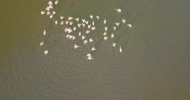 Karadeniz kıyısı, Ukrayna yakınlarındaki Tuzly Estuary Ulusal Doğa Parkı 'nda pelikanların üreme alanları