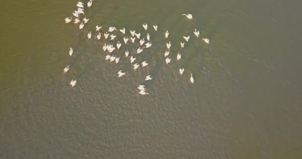 Tereny lęgowe pelikanów w Tuzly Estuary National Nature Park w pobliżu wybrzeża Morza Czarnego, Ukraina — Wideo stockowe