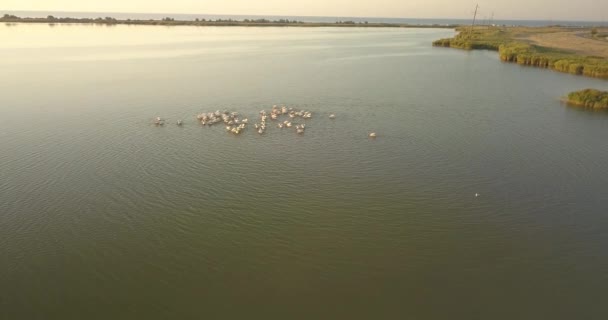 Zone de reproducere a pelicanilor în Parcul Natural Național Tuzly Estuary, în apropiere de coasta Mării Negre, Ucraina — Videoclip de stoc