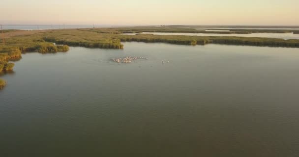 Tereny lęgowe pelikanów w Tuzly Estuary National Nature Park w pobliżu wybrzeża Morza Czarnego, Ukraina — Wideo stockowe