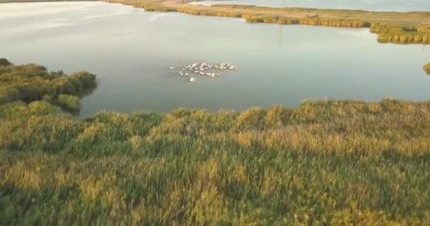 Cría de pelícanos en Tuzly Estuary National Nature Park cerca de la costa del Mar Negro, Ucrania — Vídeos de Stock