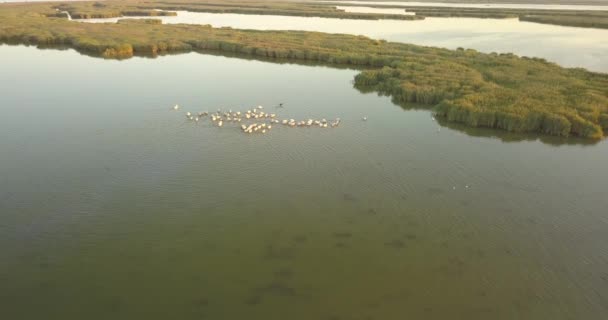 Cría de pelícanos en Tuzly Estuary National Nature Park cerca de la costa del Mar Negro, Ucrania — Vídeos de Stock