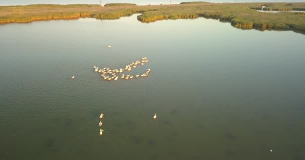 Terreno di riproduzione di pellicani nel Parco Naturale Nazionale Tuzly estuario vicino alla costa del Mar Nero, Ucraina — Video Stock