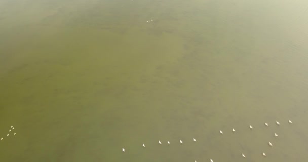Breeding grounds of pelicans in Tuzly Estuary National Nature Park near by Black Sea coast, Ukraine — Stock Video