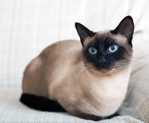 Portrait Siamese Cat Sofa Home — Stock Photo, Image