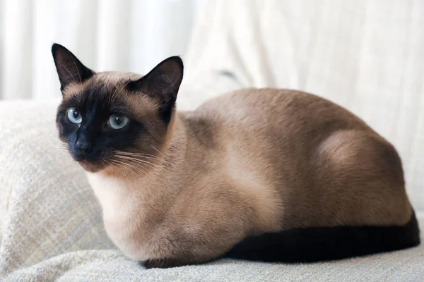 ışık koltukta oturan güzel genç kedi