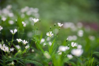 Orman beyaz çiçekleri yakın çekim