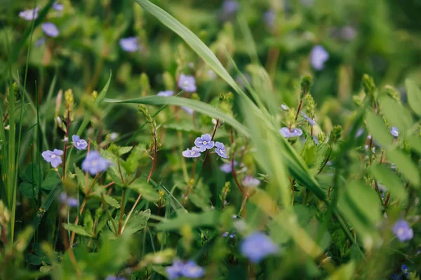 Fiori Blu Forget Nell Erba Della Foresta — Foto Stock