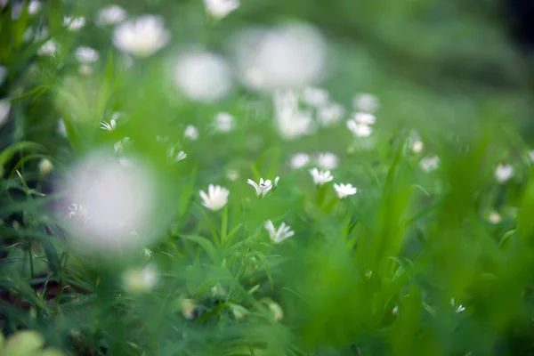 Primo Piano Dei Fiori Bianchi Della Foresta — Foto Stock