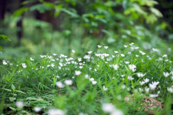 Primo Piano Dei Fiori Bianchi Della Foresta — Foto Stock