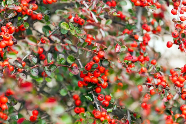 Autumn Cotoneaster Bush Red Berries — Stock Photo, Image