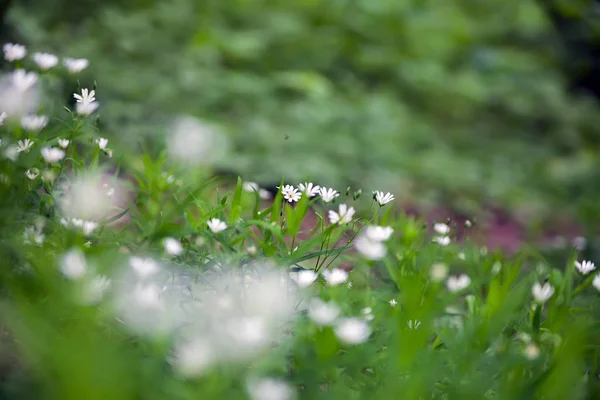 Foresta Radura Con Fiori Bianchi Erba — Foto Stock