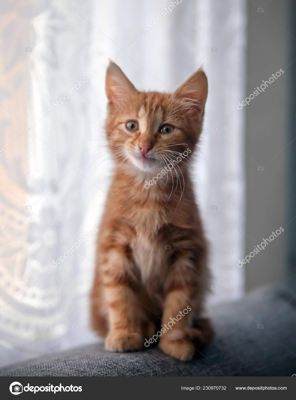 Small Red Haired Kitten Sitting Back Couch Stock by 230970732