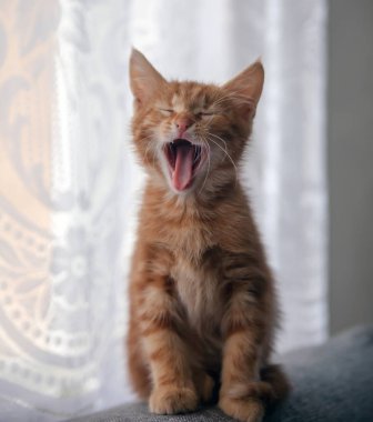   kanepenin arkasında oturan küçük kızıl saçlı yavru kedi. 