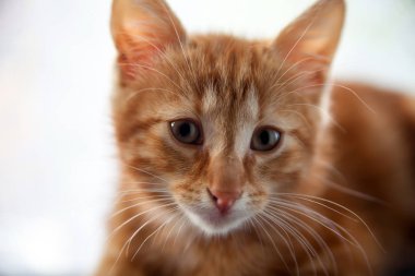   kanepenin arkasında oturan küçük kızıl saçlı yavru kedi. 