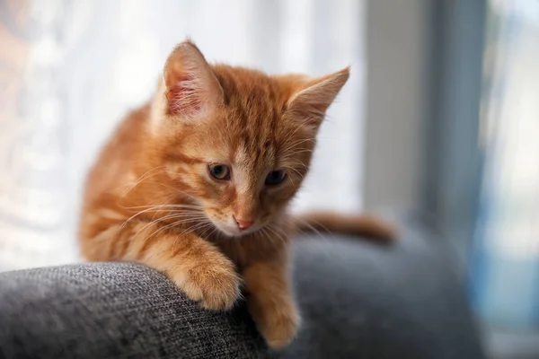Kis Vörös Hajú Cica Vissza Kanapén — Stock Fotó