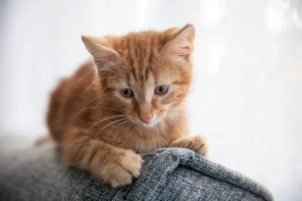 Kis Vörös Hajú Cica Vissza Kanapén — Stock Fotó