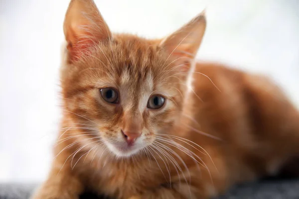 Kleine Roodharige Kitten Zittend Achterkant Bank — Stockfoto