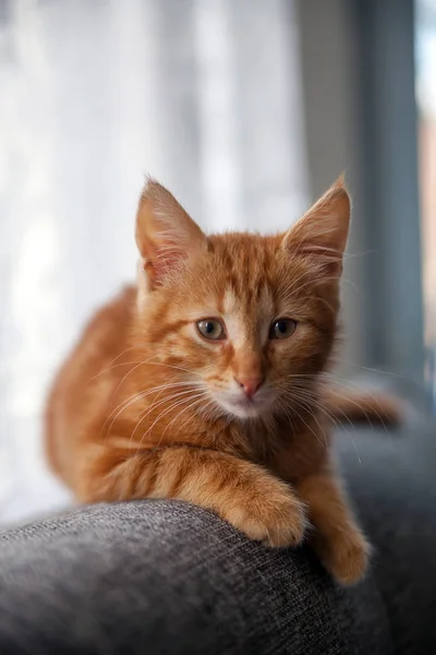 Kızıl saçlı yavru kedi doğurmak Norveçli orman.