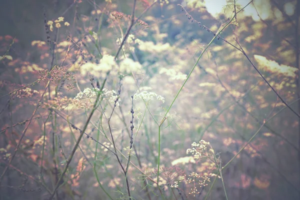 Background Retro Style Wildflowers — Stock Photo, Image