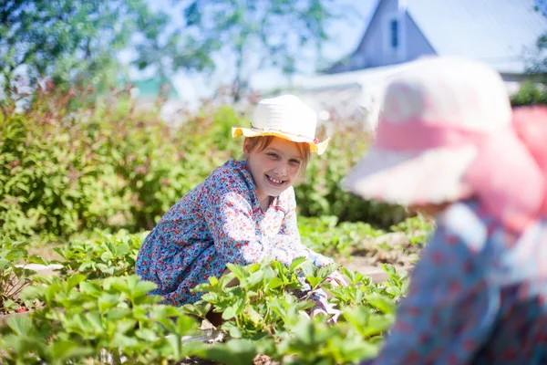 Fetele Care Grijă Patul Căpșuni Din Sat — Fotografie, imagine de stoc