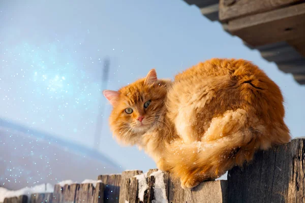 青空を背景に灰色のフェンスに座っている赤い猫 — ストック写真