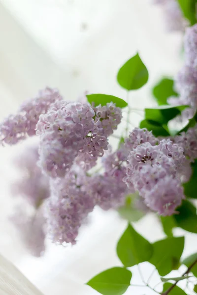 Natureza Morta Com Lilás Branco Violeta Peitoril Janela — Fotografia de Stock