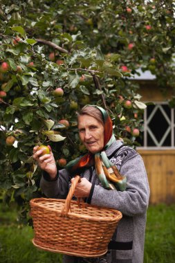 Elma bahçesindeki yaşlı büyükannenin portresi.. 