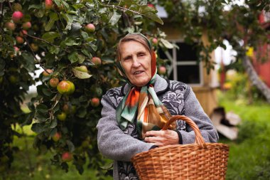 Büyükanne köy bahçesinde elma toplama  