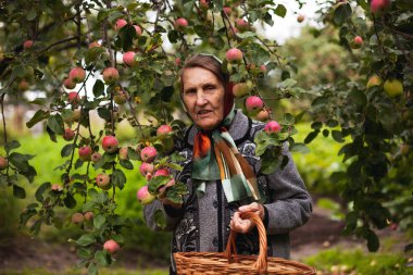 Elma bahçesindeki yaşlı büyükannenin portresi.. 
