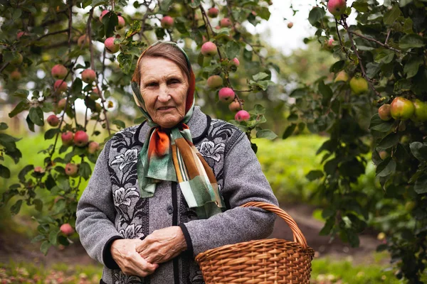 リンゴの木にバスケットを持つスカーフの高齢女性の肖像画 — ストック写真