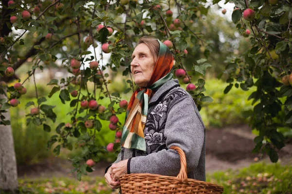 Ritratto Vecchia Nonna Nel Frutteto Mele — Foto Stock