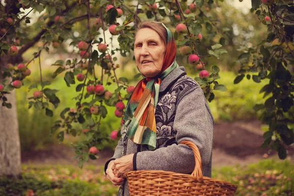 Ritratto Vecchia Nonna Nel Frutteto Mele — Foto Stock