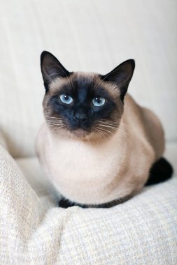 Kanepede Siyam kedisi 