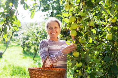 Elma ağacında sepeti olan olgun bir kadın..