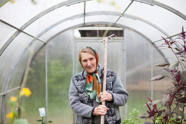 old woman working in   greenhouse with harvest