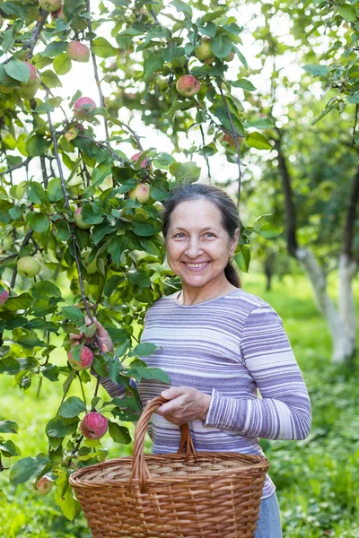 Madre Anziana Che Raccoglie Mele Nel Giardino Del Villaggio — Foto Stock