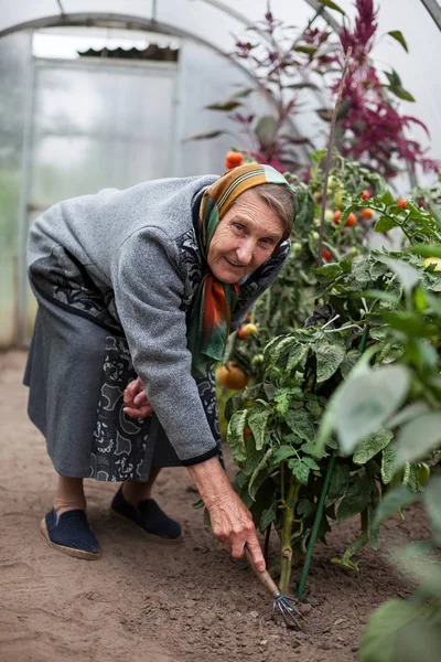 Ηλικιωμένη γυναίκα που εργάζεται στο θερμοκήπιο με συγκομιδή — Φωτογραφία Αρχείου