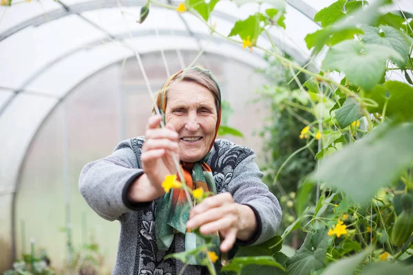Стара жінка працює в теплиці з врожаєм — стокове фото
