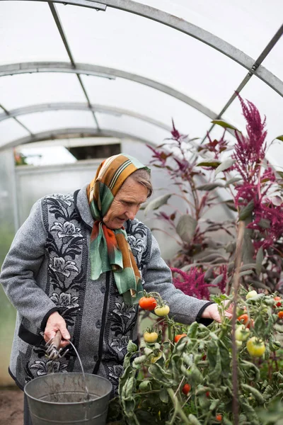 収穫のある温室で働く老婦人は — ストック写真