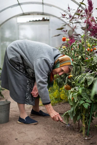 Grandmother with gardening tools in a greenhouse — Stock Photo, Image