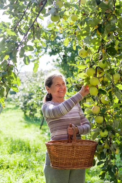 Aged Mother Picking Apples Village Garden — Stock Photo, Image